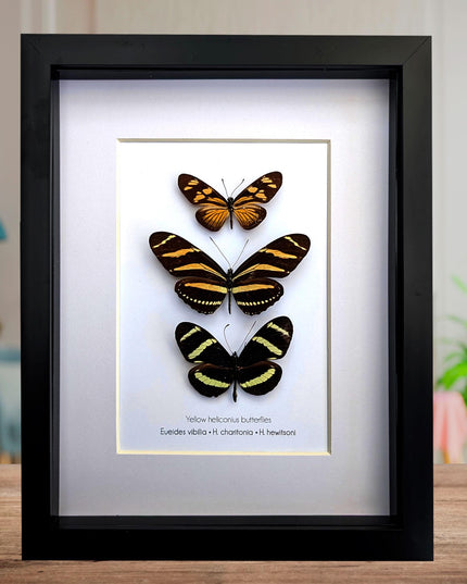 Framed Yellow Longwing Butterflies, Taxidermy Entomology Gift, 8x10