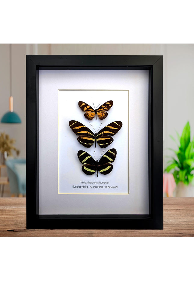 Framed Yellow Longwing Butterflies, Taxidermy Entomology Gift, 8x10