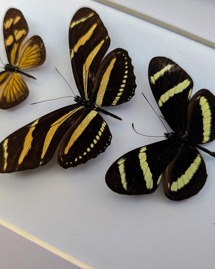 Framed Yellow Longwing Butterflies, Taxidermy Entomology Gift, 8x10