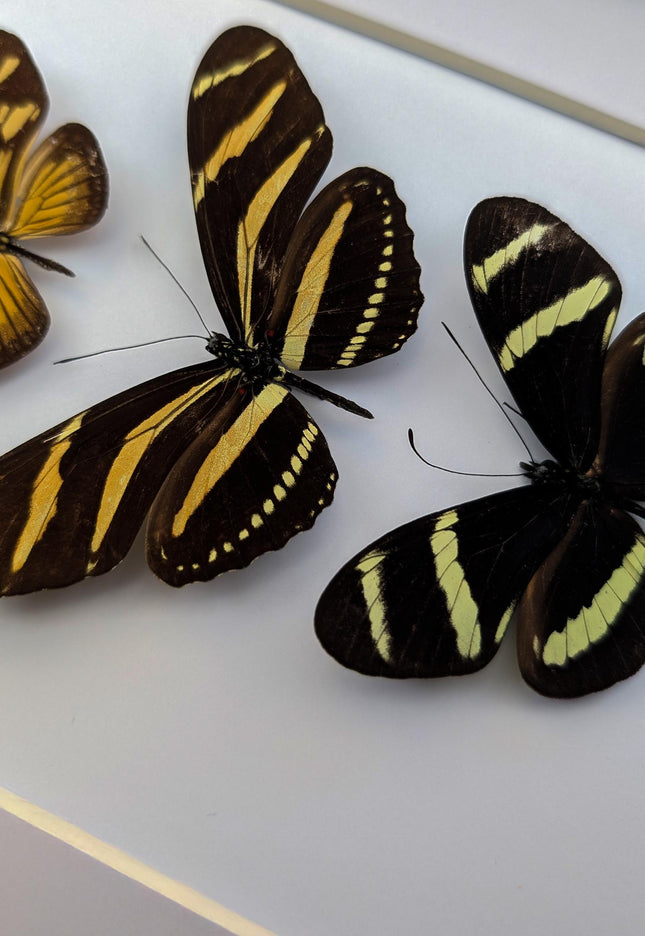 Framed Yellow Longwing Butterflies, Taxidermy Entomology Gift, 8x10