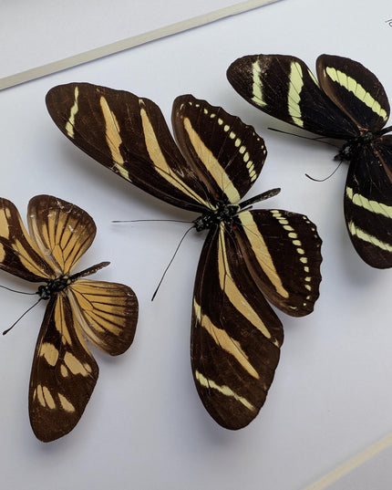 Framed Yellow Longwing Butterflies, Taxidermy Entomology Gift, 8x10