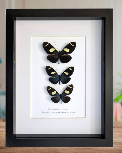 Framed Blue-Yellow Longwing Butterflies, Entomology Taxidermy Gift (8x10)