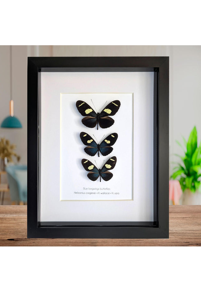 Framed Blue-Yellow Longwing Butterflies, Entomology Taxidermy Gift (8x10)