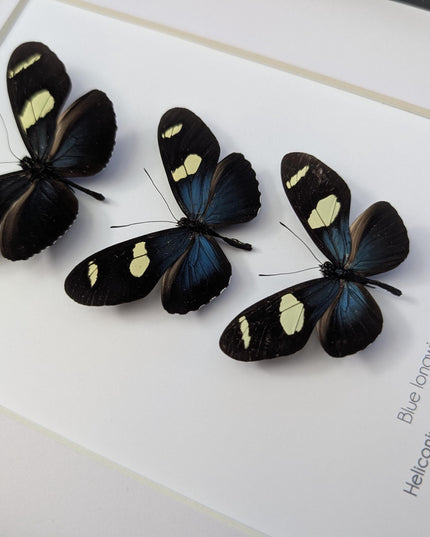 Framed Blue-Yellow Longwing Butterflies, Entomology Taxidermy Gift (8x10)