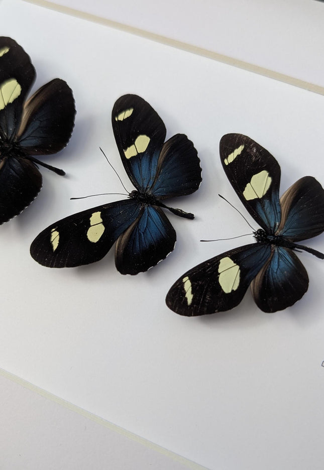 Framed Blue-Yellow Longwing Butterflies, Entomology Taxidermy Gift (8x10)