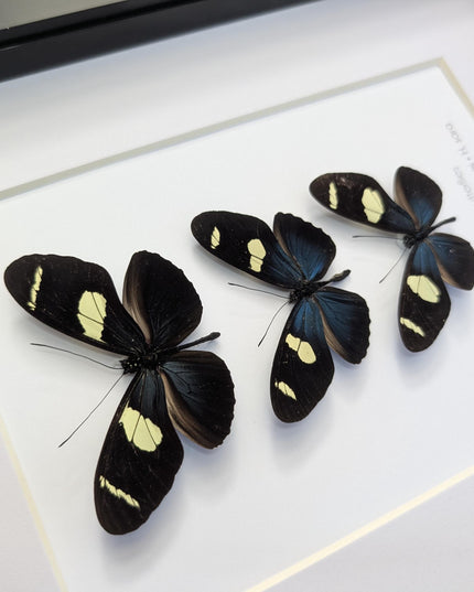 Framed Blue-Yellow Longwing Butterflies, Entomology Taxidermy Gift (8x10)