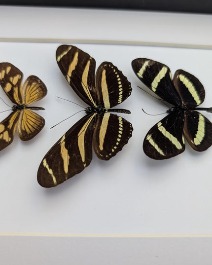 Framed Yellow Longwing Butterflies, Taxidermy Entomology Gift, 8x10