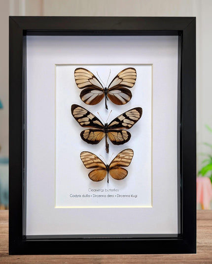 Framed Clearwing Butterflies Set, Taxidermy Wall Decor (8x10)