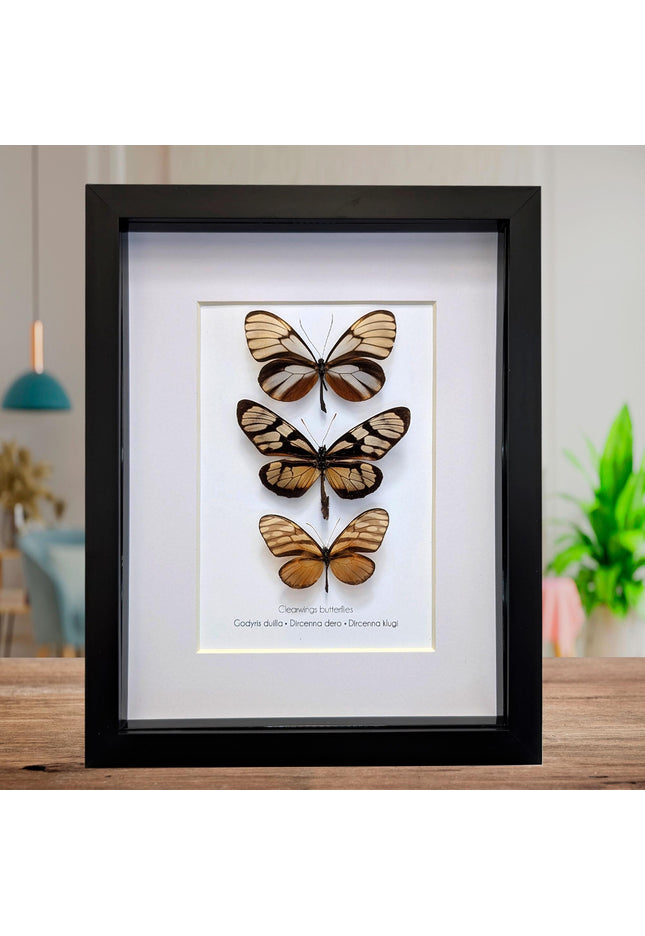 Framed Clearwing Butterflies Set, Taxidermy Wall Decor (8x10)