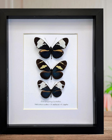 Blue Longwings Butterfly Set, Framed Entomology Taxidermy (8x10)