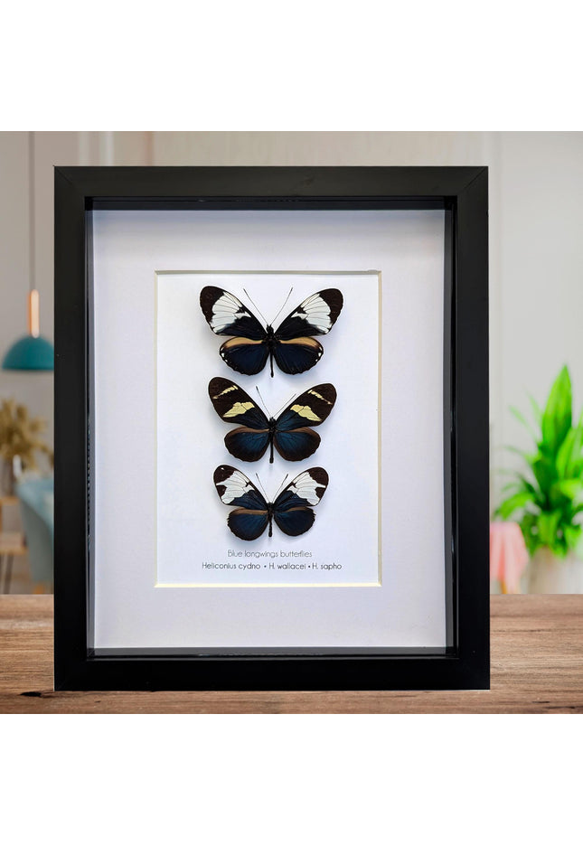 Blue Longwings Butterfly Set, Framed Entomology Taxidermy (8x10)