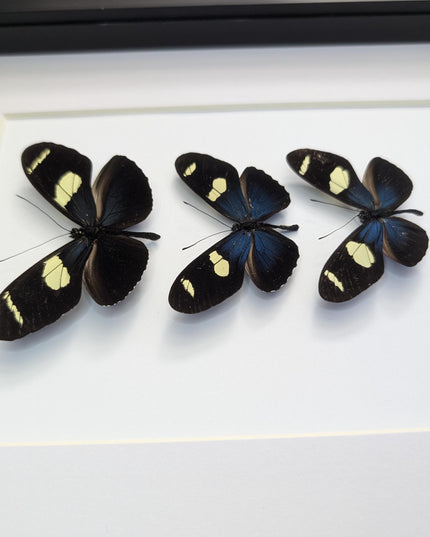 Framed Blue-Yellow Longwing Butterflies, Entomology Taxidermy Gift (8x10)