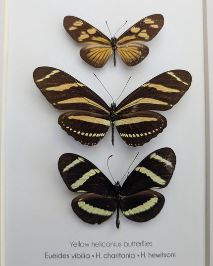 Framed Yellow Longwing Butterflies, Taxidermy Entomology Gift, 8x10