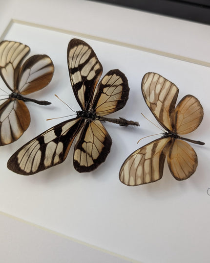 Framed Clearwing Butterflies Set, Taxidermy Wall Decor (8x10)