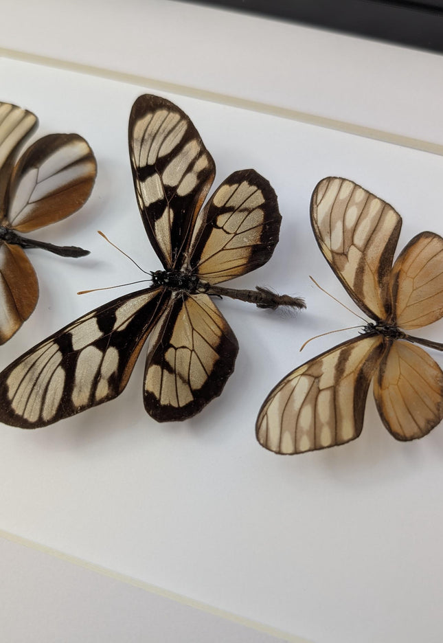 Framed Clearwing Butterflies Set, Taxidermy Wall Decor (8x10)