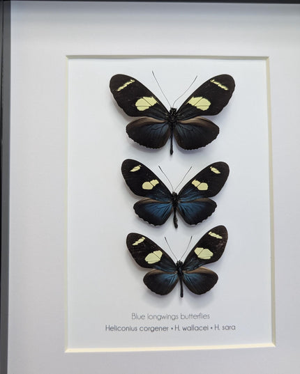 Framed Blue-Yellow Longwing Butterflies, Entomology Taxidermy Gift (8x10)
