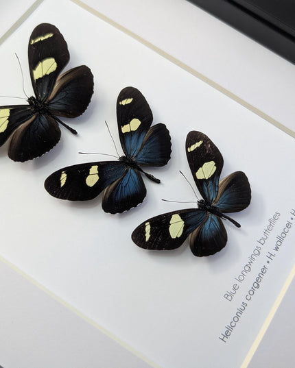 Framed Blue-Yellow Longwing Butterflies, Entomology Taxidermy Gift (8x10)