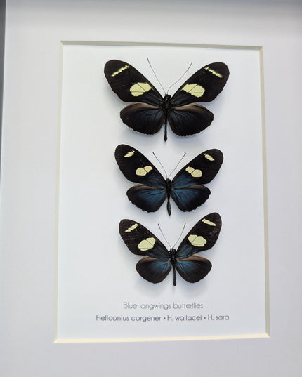 Framed Blue-Yellow Longwing Butterflies, Entomology Taxidermy Gift (8x10)