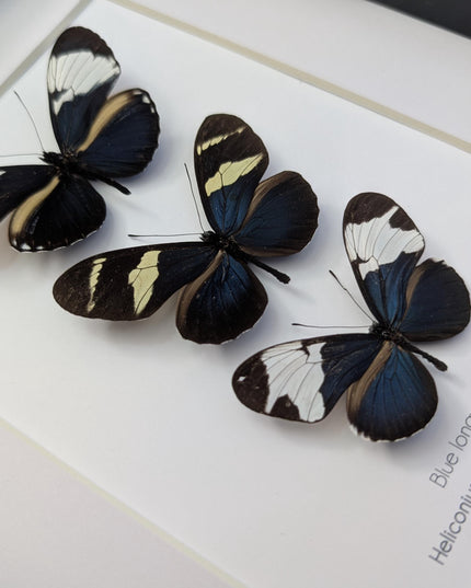 Blue Longwings Butterfly Set, Framed Entomology Taxidermy (8x10)