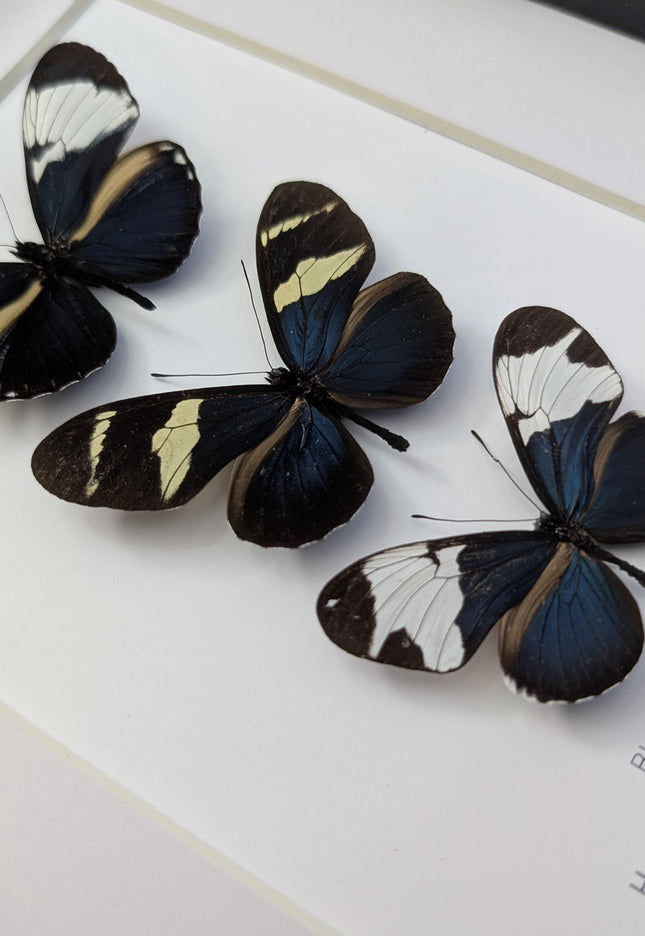 Blue Longwings Butterfly Set, Framed Entomology Taxidermy (8x10)