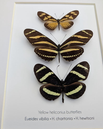 Framed Yellow Longwing Butterflies, Taxidermy Entomology Gift, 8x10