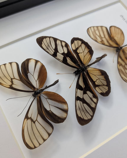 Framed Clearwing Butterflies Set, Taxidermy Wall Decor (8x10)