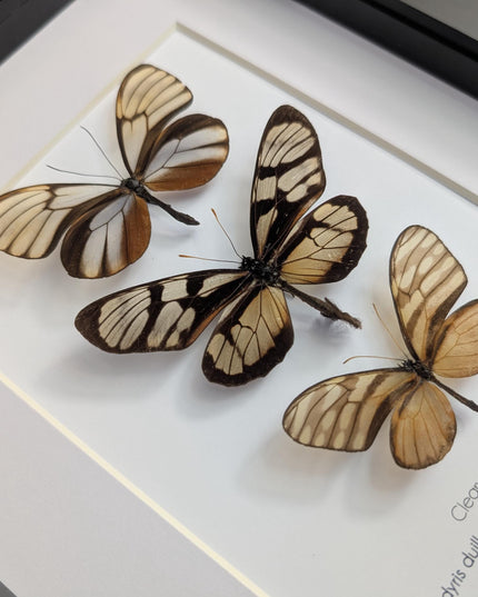 Framed Clearwing Butterflies Set, Taxidermy Wall Decor (8x10)
