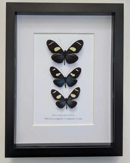 Framed Blue-Yellow Longwing Butterflies, Entomology Taxidermy Gift (8x10)