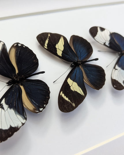 Blue Longwings Butterfly Set, Framed Entomology Taxidermy (8x10)