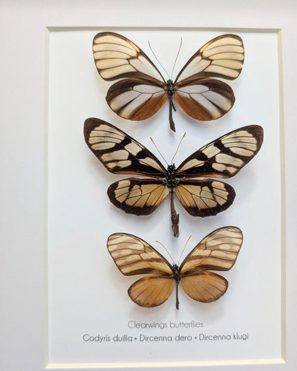 Framed Clearwing Butterflies Set, Taxidermy Wall Decor (8x10)