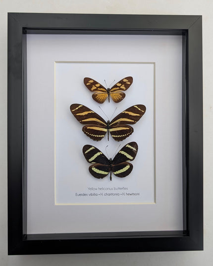 Framed Yellow Longwing Butterflies, Taxidermy Entomology Gift, 8x10