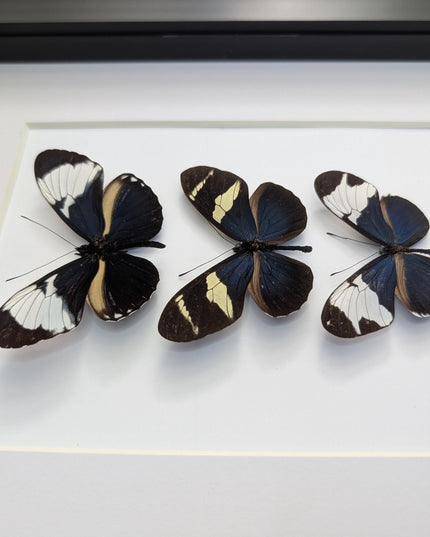 Blue Longwings Butterfly Set, Framed Entomology Taxidermy (8x10)