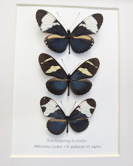 Blue Longwings Butterfly Set, Framed Entomology Taxidermy (8x10)