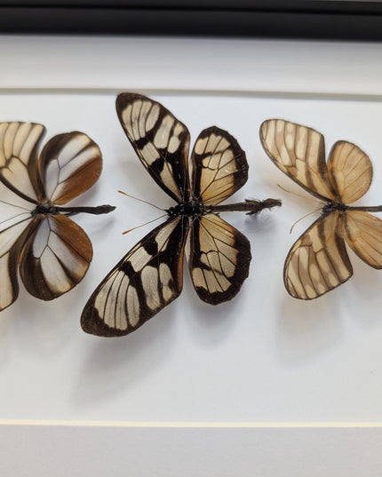 Framed Clearwing Butterflies Set, Taxidermy Wall Decor (8x10)