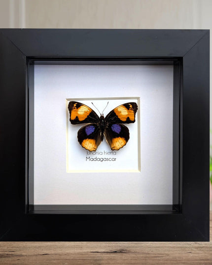 Framed Taxidermy Yellow Pansy Butterfly, Entomology Wall Decor (4x4)