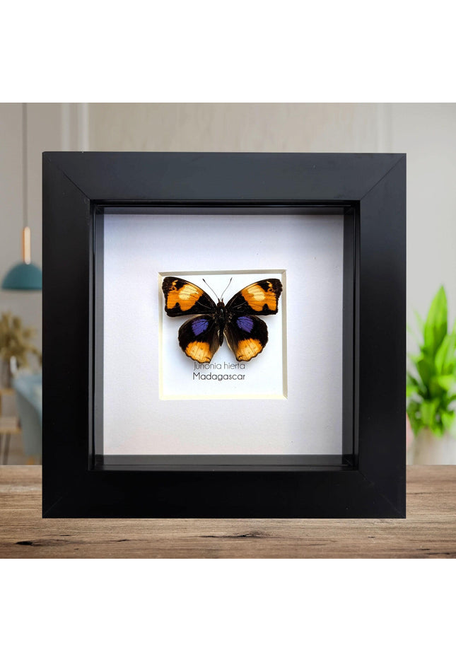 Framed Taxidermy Yellow Pansy Butterfly, Entomology Wall Decor (4x4)