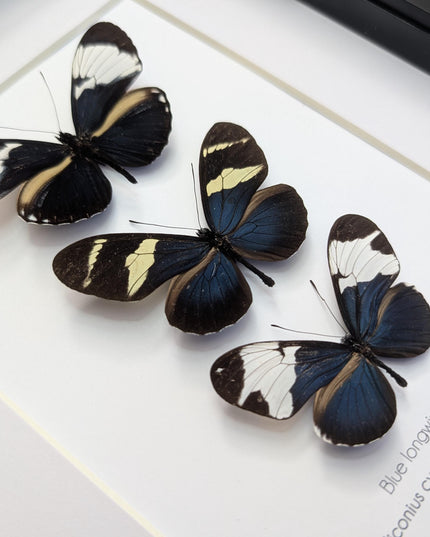 Blue Longwings Butterfly Set, Framed Entomology Taxidermy (8x10)
