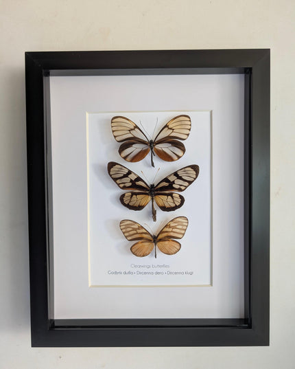 Framed Clearwing Butterflies Set, Taxidermy Wall Decor (8x10)