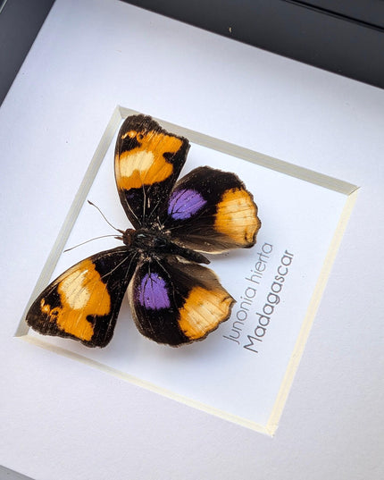 Framed Taxidermy Yellow Pansy Butterfly, Entomology Wall Decor (4x4)