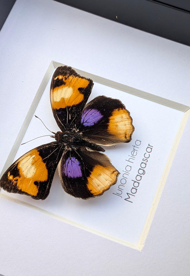 Framed Taxidermy Yellow Pansy Butterfly, Entomology Wall Decor (4x4)