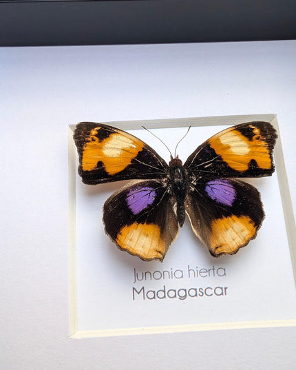 Framed Taxidermy Yellow Pansy Butterfly, Entomology Wall Decor (4x4)