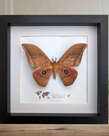 Framed Lobobunaea acetes, African Moth Taxidermy, Entomology Wall Art