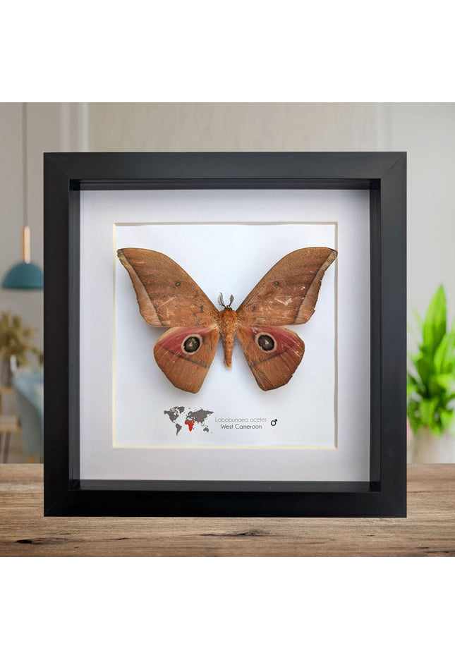Framed Lobobunaea acetes, African Moth Taxidermy, Entomology Wall Art