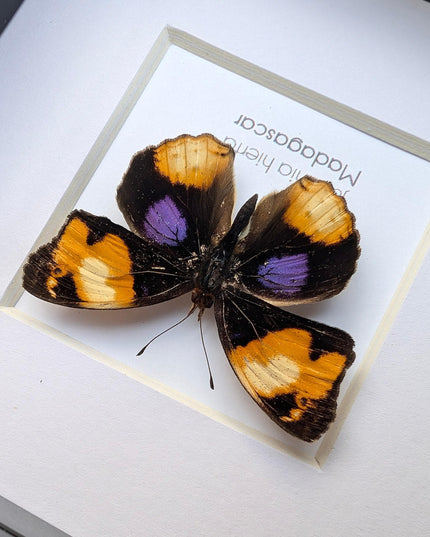 Framed Taxidermy Yellow Pansy Butterfly, Entomology Wall Decor (4x4)