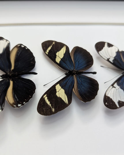 Blue Longwings Butterfly Set, Framed Entomology Taxidermy (8x10)