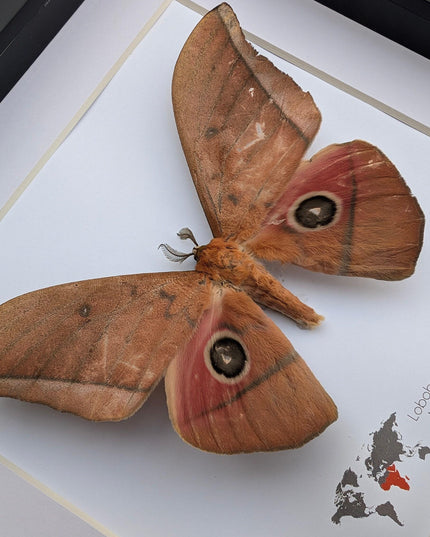 Framed Lobobunaea acetes, African Moth Taxidermy, Entomology Wall Art