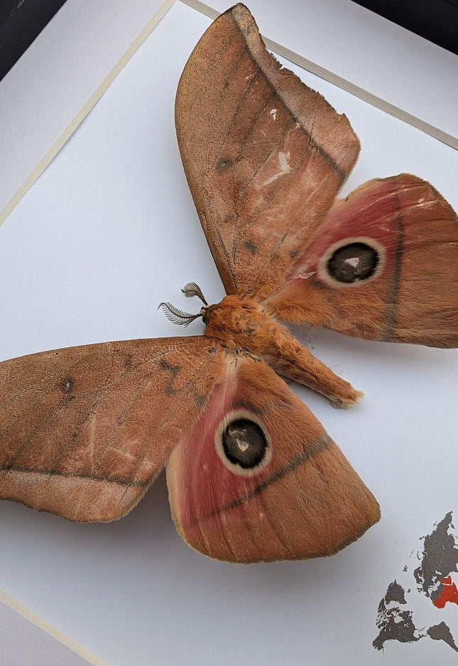 Framed Lobobunaea acetes, African Moth Taxidermy, Entomology Wall Art