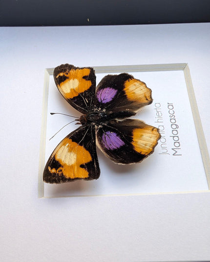 Framed Taxidermy Yellow Pansy Butterfly, Entomology Wall Decor (4x4)