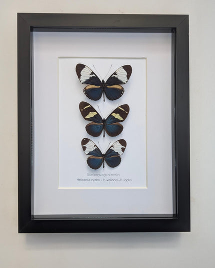 Blue Longwings Butterfly Set, Framed Entomology Taxidermy (8x10)