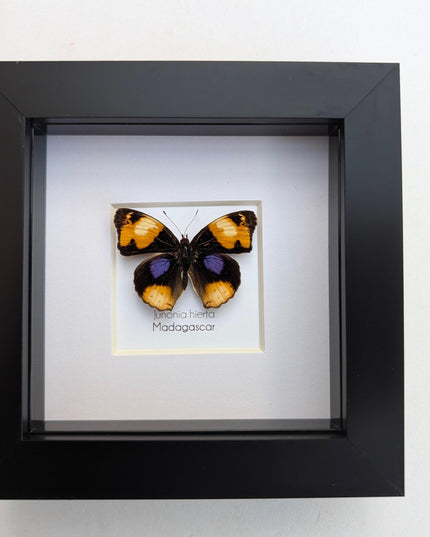 Framed Taxidermy Yellow Pansy Butterfly, Entomology Wall Decor (4x4)